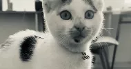 avatar petsitter