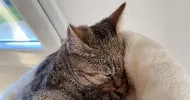 avatar petsitter
