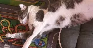 avatar petsitter