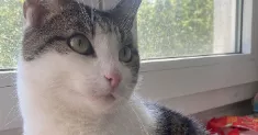 avatar petsitter