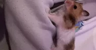 avatar petsitter