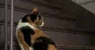 avatar petsitter