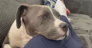 avatar petsitter