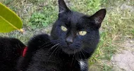 avatar petsitter