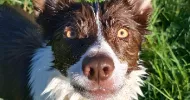 avatar petsitter