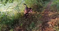 avatar petsitter