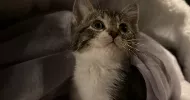 avatar petsitter