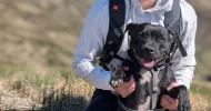 avatar petsitter