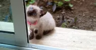 avatar petsitter