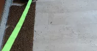 avatar petsitter