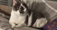 avatar petsitter