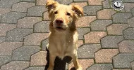 avatar petsitter