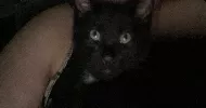 avatar petsitter