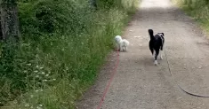 avatar petsitter
