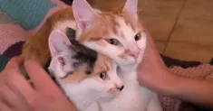 avatar petsitter
