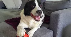 avatar petsitter