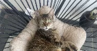 avatar petsitter