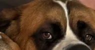 avatar petsitter