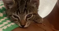 avatar petsitter