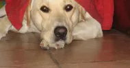 avatar petsitter