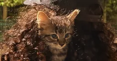 avatar petsitter