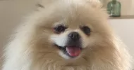 avatar petsitter