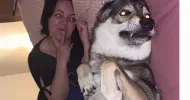 avatar petsitter