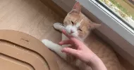 avatar petsitter
