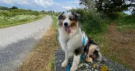 avatar petsitter