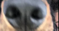 avatar petsitter