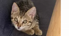avatar petsitter
