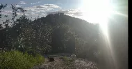 avatar petsitter