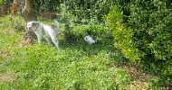 avatar petsitter
