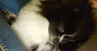 avatar petsitter