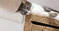 avatar petsitter