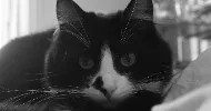 avatar petsitter