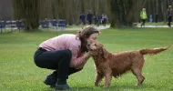 avatar petsitter