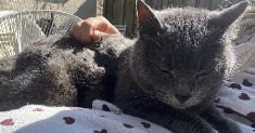 avatar petsitter