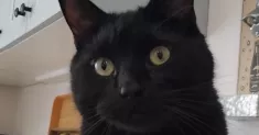 avatar petsitter