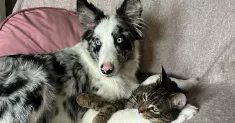 avatar petsitter