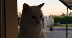 avatar petsitter