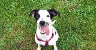 avatar petsitter