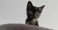 avatar petsitter