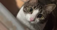 avatar petsitter
