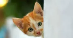 avatar petsitter