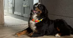 avatar petsitter