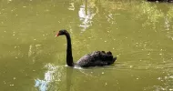 avatar petsitter