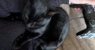 avatar petsitter
