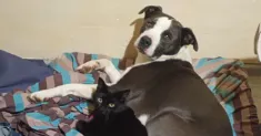 avatar petsitter