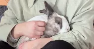 avatar petsitter